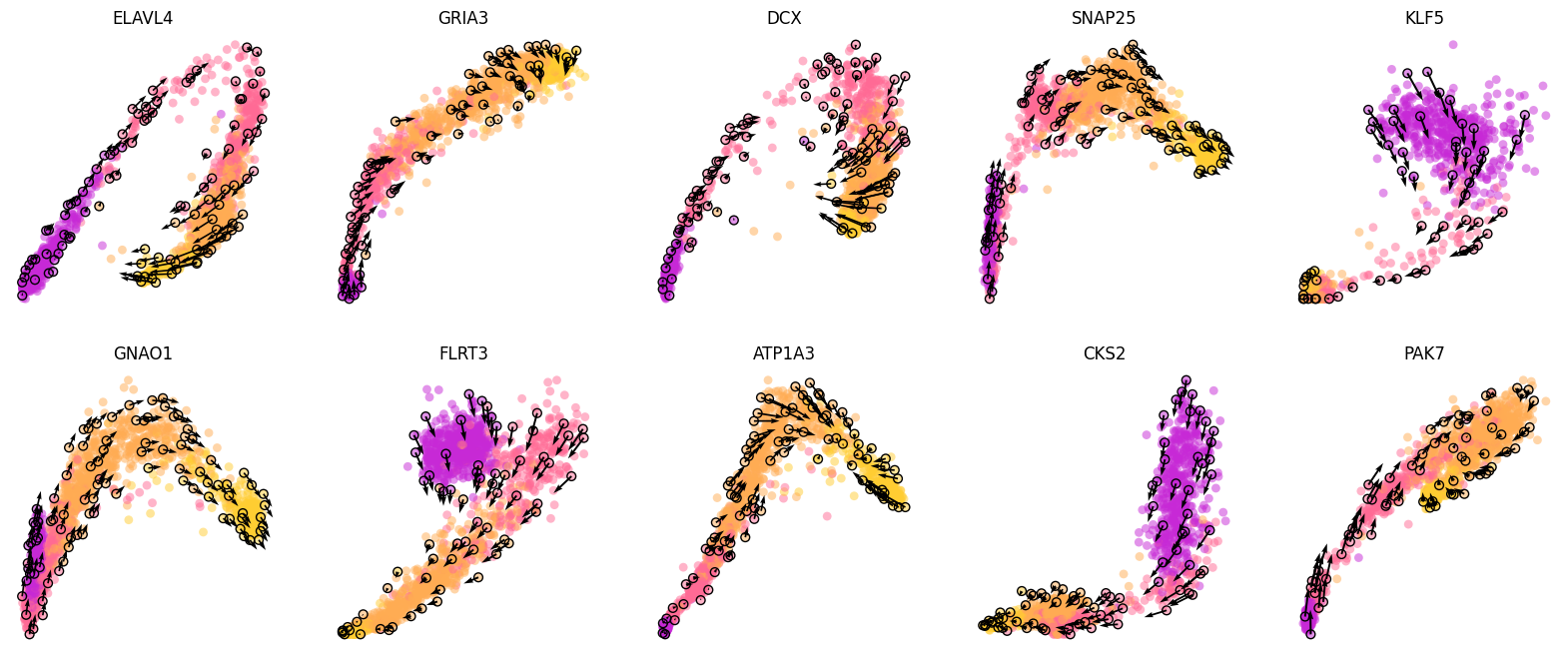 https://raw.githack.com/GuangyuWangLab2021/cellDancer_website/main/docs/_images/notebooks_case_study_hgforebrian_8_0.png