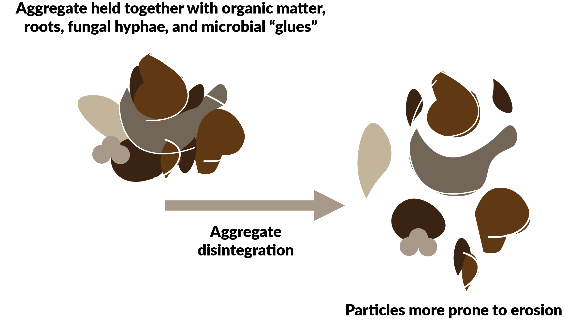 Aggregate held together with organic matter, roots, fungal hyphae, and microbial glues. An arrow with text says aggregate disintegration points toward an aggregate broken apart and text that says particles more prone to erosion.