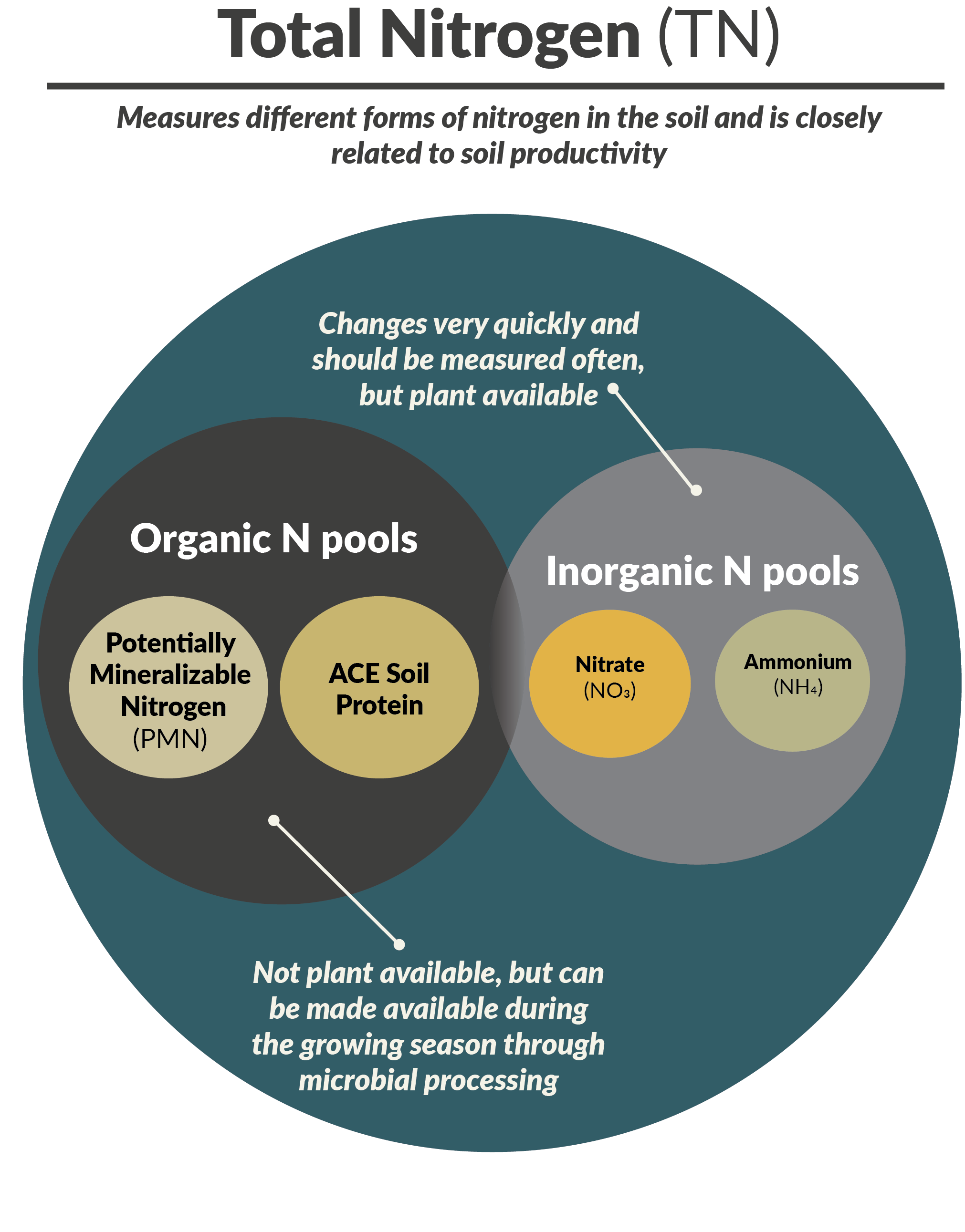 Total Nitrogen (TN) measures different forms of nitrogen in the soil and is closely related to soil productivity. There is a large circle with two smaller circles inside that are labeled Organic N pools (not available, but can be made available during the growing season through microbial processing) and Inorganic N pools (changes very quickly and should be measured often but plant available). Inside the Organic N pools circle are two more circles labeled potentially mineralizable nitrogen and ACE soil protein. Inside the Inorganic N pools circle are two more circles labeled nitrate and ammonium.