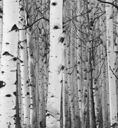 Trees