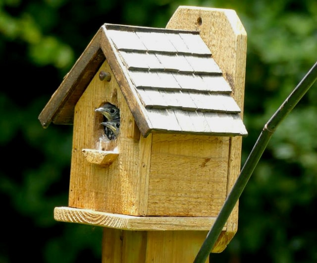 Handmade bird house