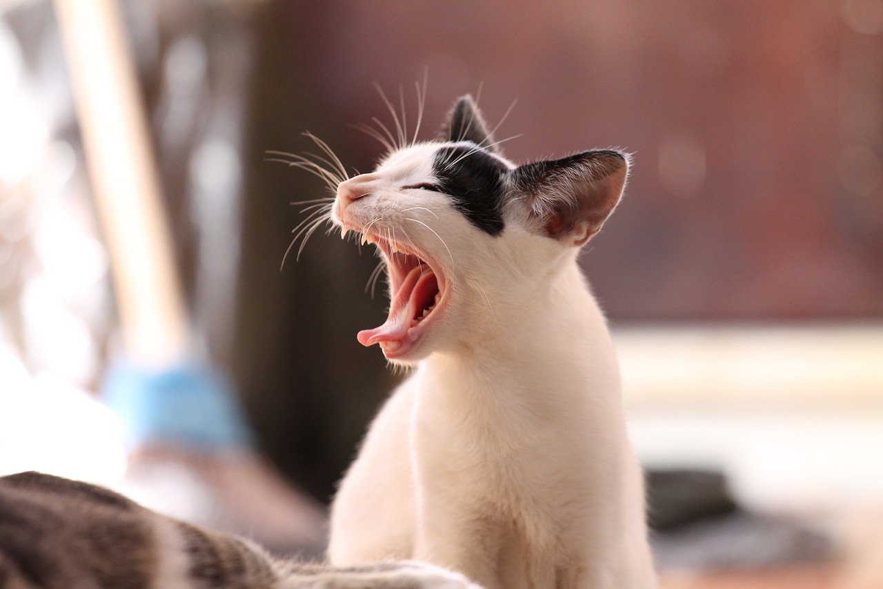 car yawning