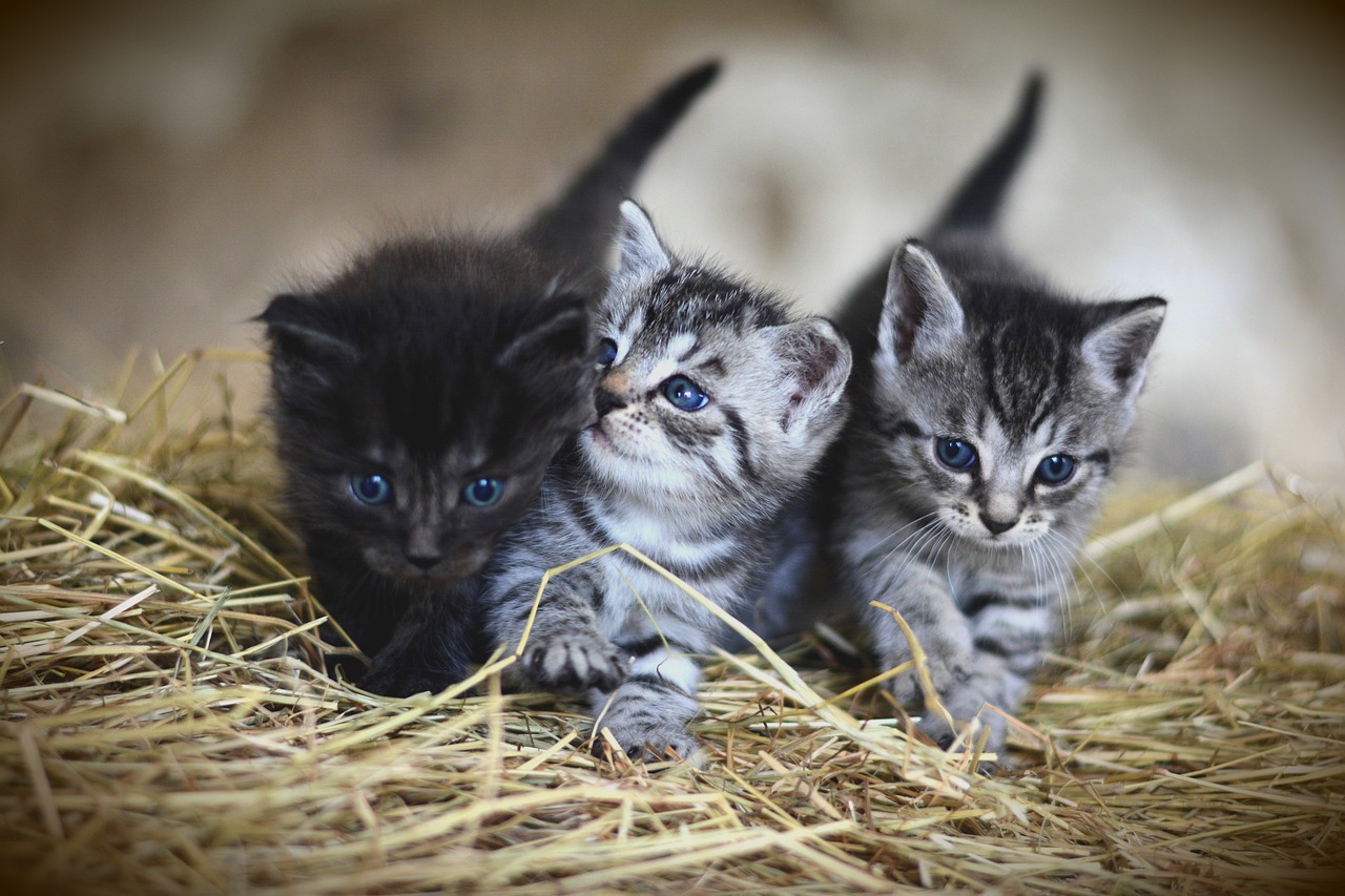 cats kittens