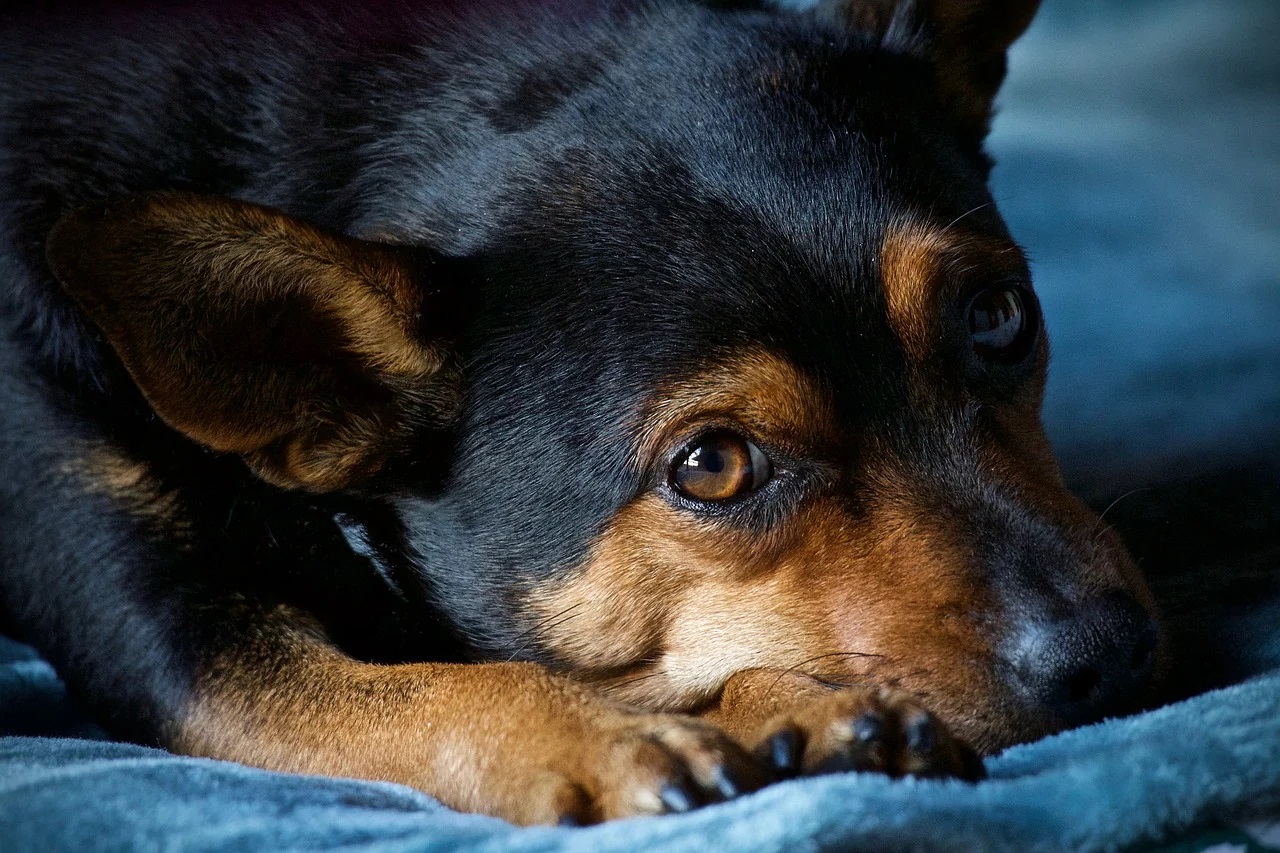 dog