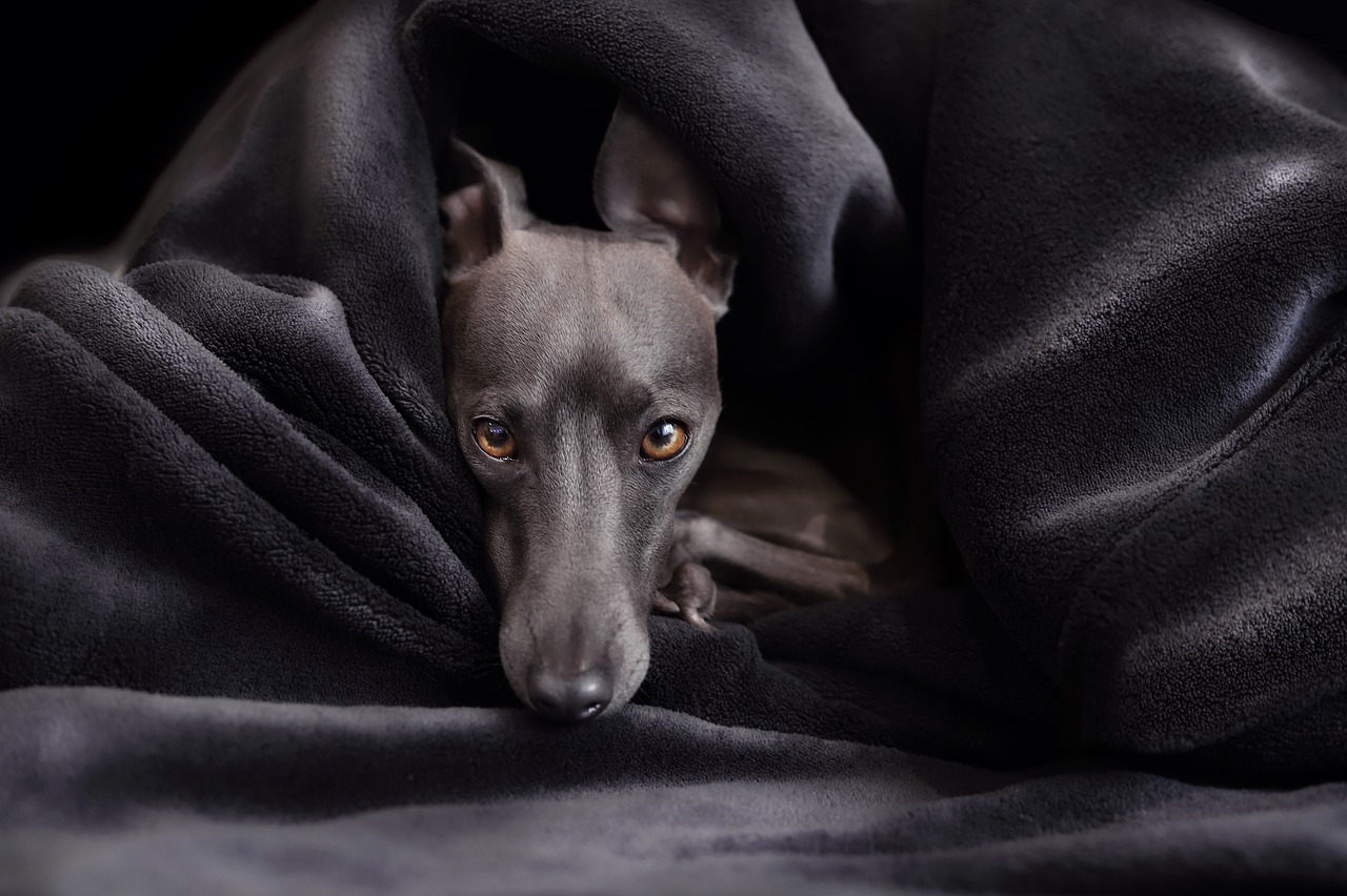 dog in bed