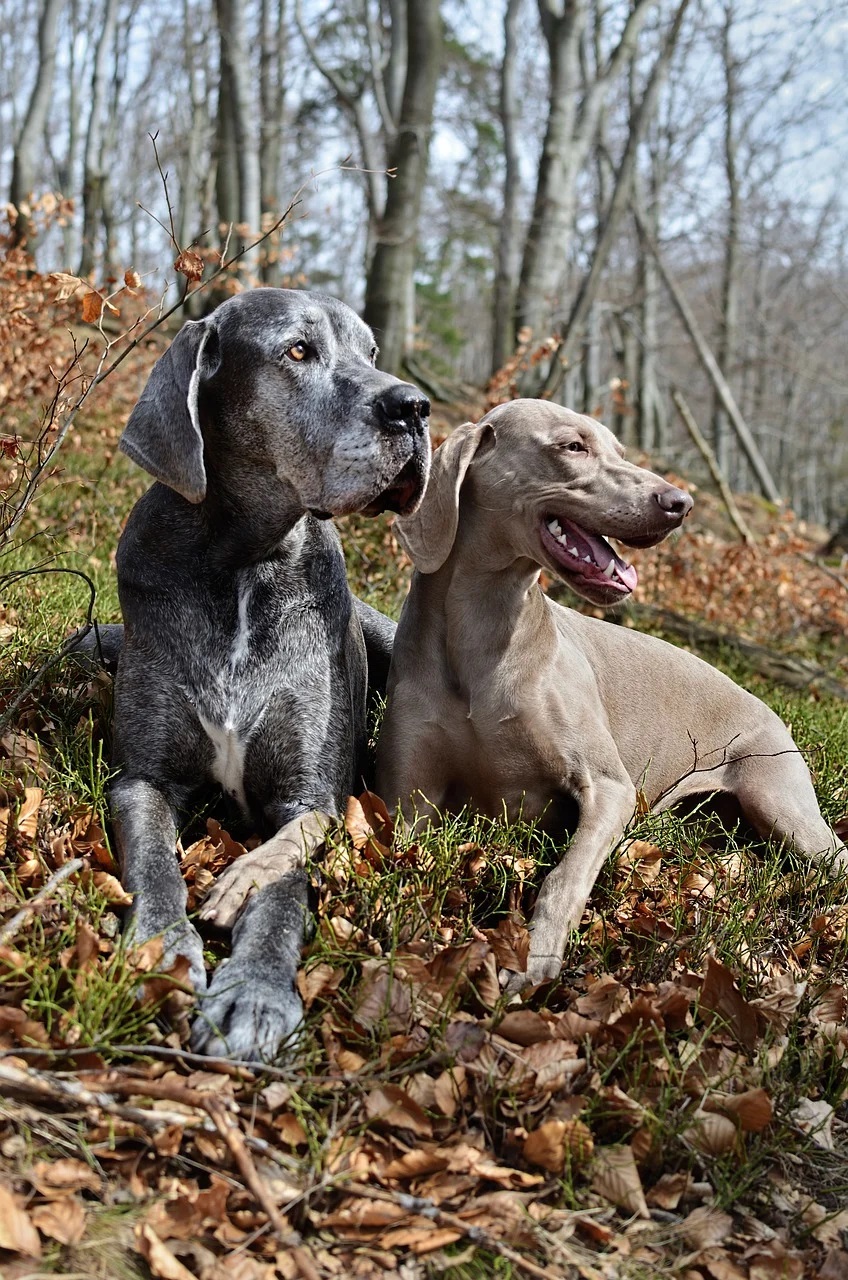 dogs