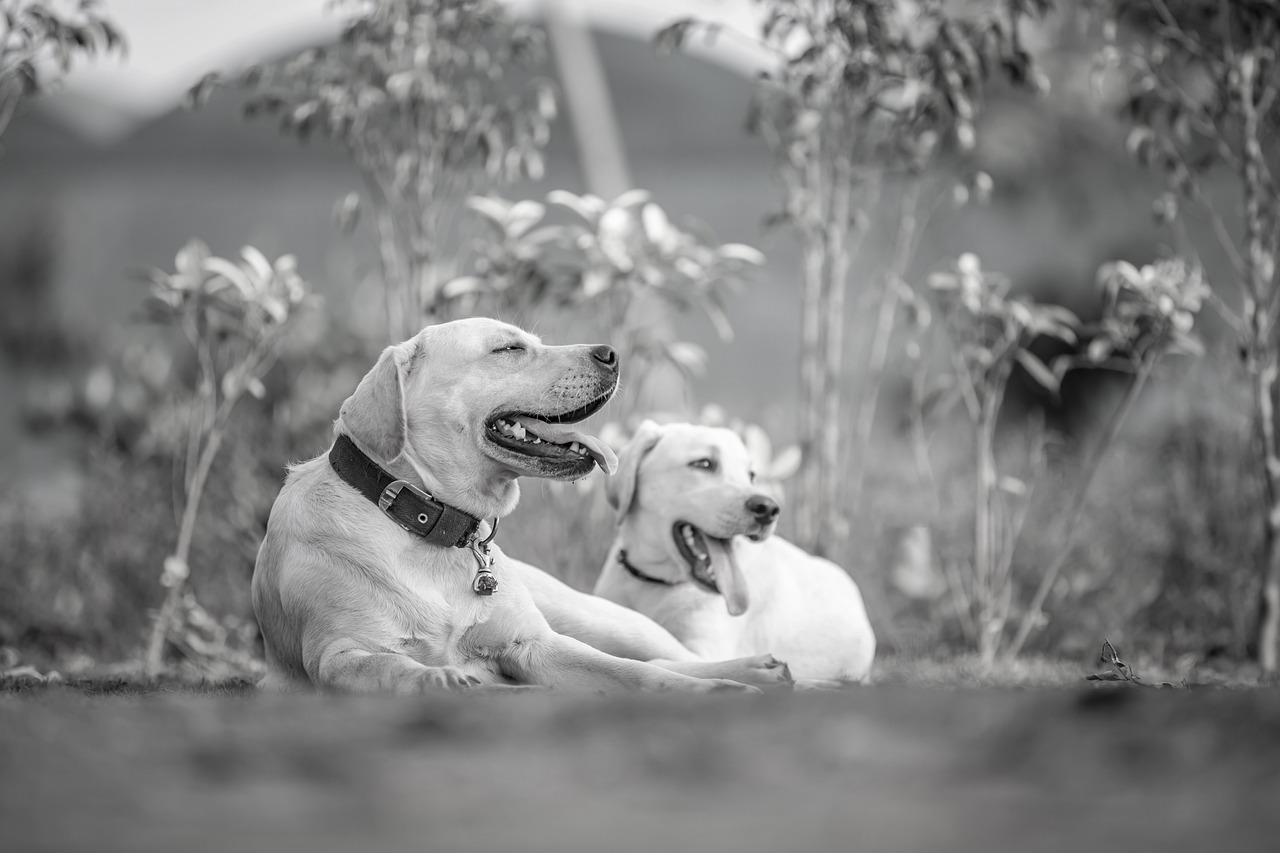 dogs