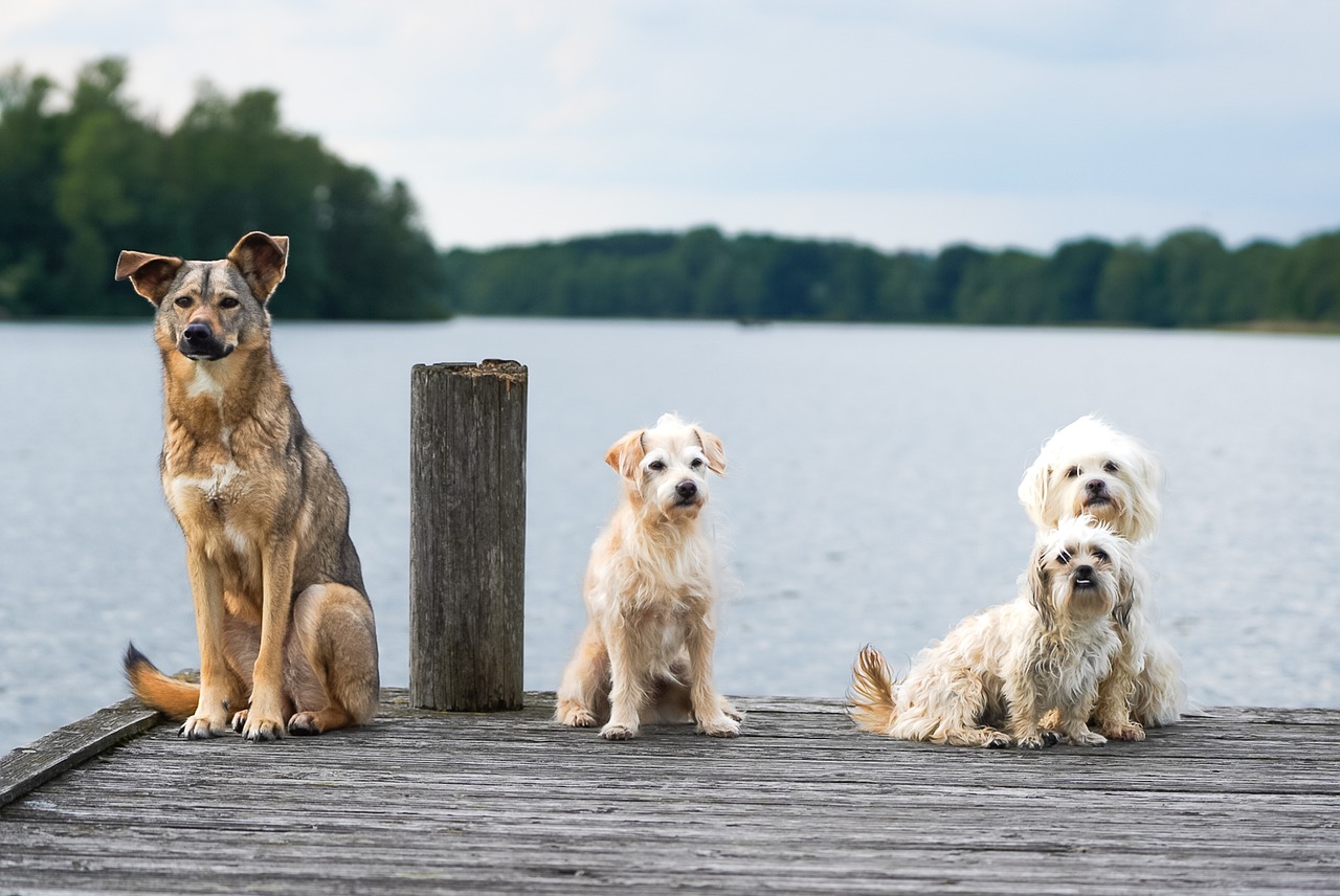 dogs