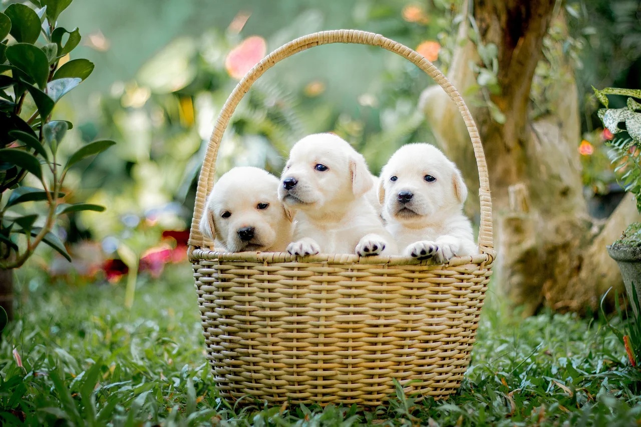dogs in a basket